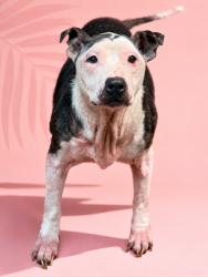Shelter Stray Female Dog last seen Near BLOCK BON AIR DR N, 2020 Forest St, Jacksonville, FL 32204, USA