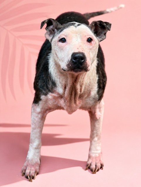 Shelter Stray Female Dog last seen Near BLOCK BON AIR DR N, 2020 Forest St, Jacksonville, FL 32204, USA