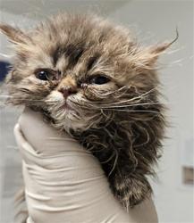 Shelter Stray Female Cat last seen Near BLOCK HINDERHILL DR, BAKERSFIELD CA 93312, 3951 Fruitvale Ave, Bakersfield, CA 93308, USA