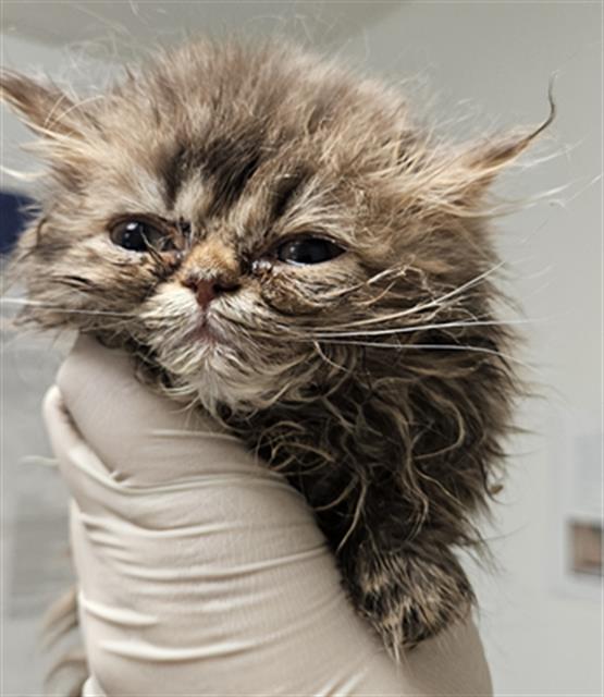 Shelter Stray Female Cat last seen Near BLOCK HINDERHILL DR, BAKERSFIELD CA 93312, 3951 Fruitvale Ave, Bakersfield, CA 93308, USA