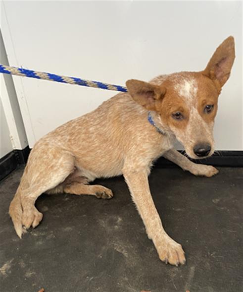 Shelter Stray Male Dog last seen Near BLOCK CAMPUS DR, ARVIN CA 93203, 3951 Fruitvale Ave, Bakersfield, CA 93308, USA