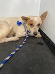 Shelter Stray Male Dog last seen Near BLOCK CAMPUS DR, ARVIN CA 93203, 3951 Fruitvale Ave, Bakersfield, CA 93308, USA