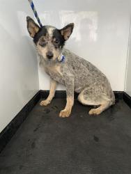 Shelter Stray Female Dog last seen Near BLOCK CAMPUS DR, ARVIN CA 93203, 3951 Fruitvale Ave, Bakersfield, CA 93308, USA