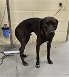 Shelter Stray Male Dog last seen , 232 Eslinger Way, Sanford, FL 32773, USA
