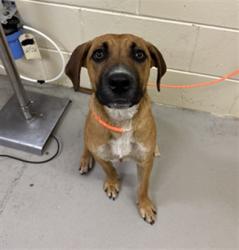 Shelter Stray Female Dog last seen , 232 Eslinger Way, Sanford, FL 32773, USA