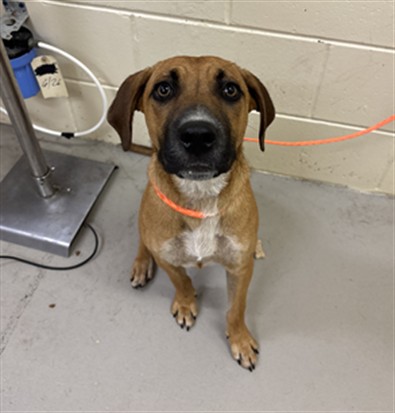 Shelter Stray Female Dog last seen , 232 Eslinger Way, Sanford, FL 32773, USA