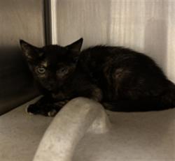 Shelter Stray Female Cat last seen , 232 Eslinger Way, Sanford, FL 32773, USA