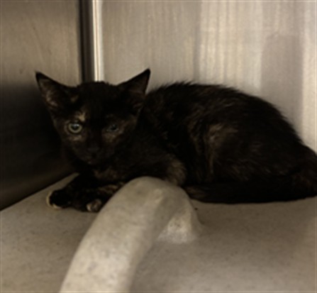 Shelter Stray Female Cat last seen , 232 Eslinger Way, Sanford, FL 32773, USA