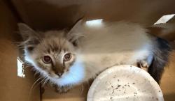 Shelter Stray Male Cat last seen FONTAINE/IRVINE CENTER DR., 6443 Oak Canyon, Irvine, CA 92618, USA