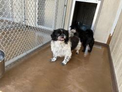 Shelter Stray Male Dog last seen Near BLOCK WIGWAM DR, PERRIS, CA, 227 N D St, Perris, CA 92570, USA