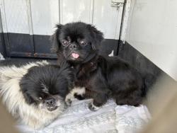 Shelter Stray Female Dog last seen Near BLOCK WIGWAM DR, PERRIS, CA, 227 N D St, Perris, CA 92570, USA