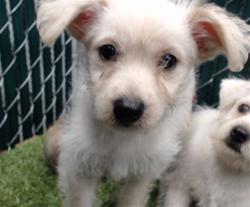 Shelter Stray Female Dog last seen , 11258 Garfield Ave, Downey, CA 90242, USA