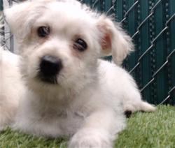 Shelter Stray Unknown Dog last seen , 11258 Garfield Ave, Downey, CA 90242, USA