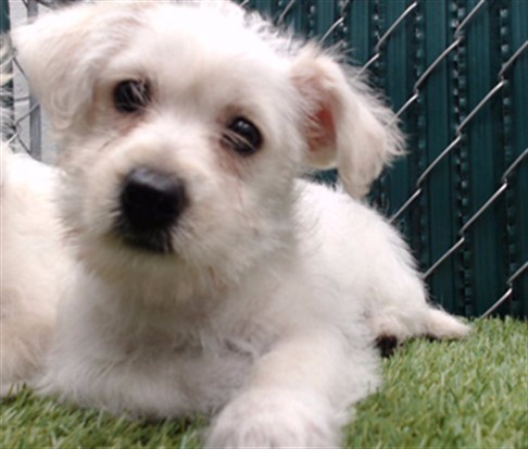 Shelter Stray Unknown Dog last seen , 11258 Garfield Ave, Downey, CA 90242, USA