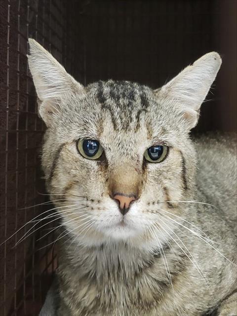 Shelter Stray Male Cat last seen , 4000 N Silverbell Rd, Tucson, AZ 85745, USA