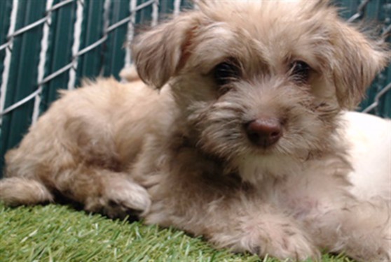 Shelter Stray Female Dog last seen , 11258 Garfield Ave, Downey, CA 90242, USA
