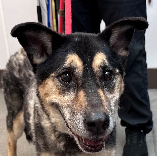 Shelter Stray Female Dog last seen , 4000 N Silverbell Rd, Tucson, AZ 85745, USA