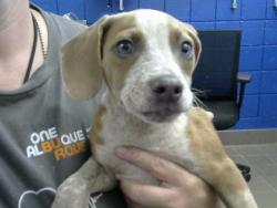 Shelter Stray Male Dog last seen Near BLOCK TINGLEY DR SW, 8920 Lomas Blvd NE, Albuquerque, NM 87112, USA