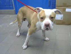 Shelter Stray Male Dog last seen Near BLOCK MONTGOMERY BLVD, 8920 Lomas Blvd NE, Albuquerque, NM 87112, USA