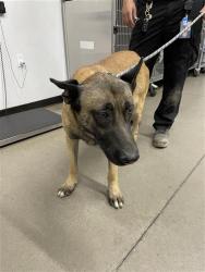 Shelter Stray Male Dog last seen Near BLOCK E MICHIGAN AVE, FRESNO CA 93703 1420, 5277 E Airways Blvd, Fresno, CA 93727, USA