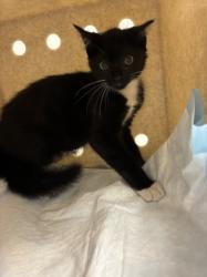 Shelter Stray Female Cat last seen , 11361 W Pico Blvd, Los Angeles, CA 90064, USA