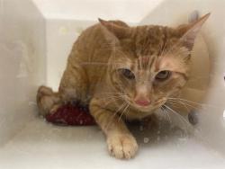 Shelter Stray Unknown Cat last seen Near BLOCK S 16TH ST, 3839 W Burnham St, West Milwaukee, WI 53215, USA