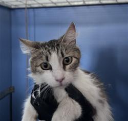 Shelter Stray Female Cat last seen , 333 Chandler Pl, San Bernardino, CA 92408, USA