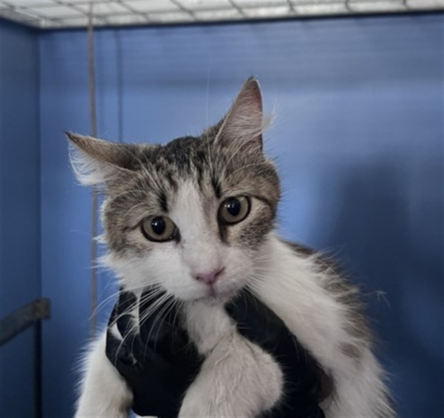 Shelter Stray Female Cat last seen , 333 Chandler Pl, San Bernardino, CA 92408, USA