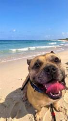Shelter Stray Male Dog last seen Near BLOCK S PARK RD, PEMBROKE PARK FL 33009, 2400 SW 42nd St, Fort Lauderdale, FL 33312, USA