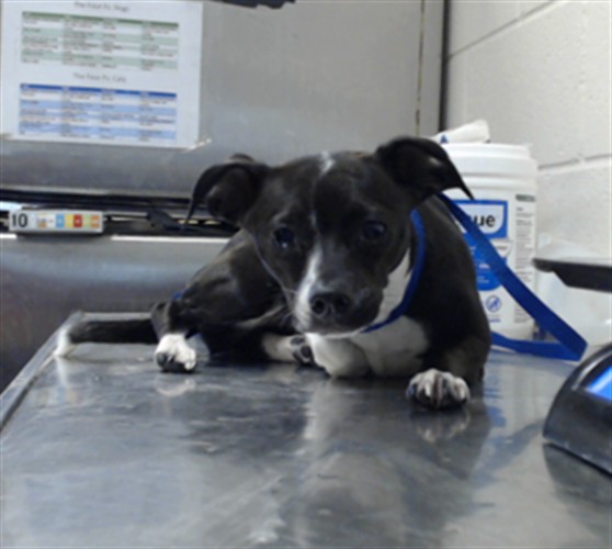 Shelter Stray Female Dog last seen Near BLOCK MAIN ST, HOPE MILLS NC 28348, 4704 Corporation Dr, Fayetteville, NC 28306, USA