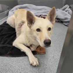 Shelter Stray Female Dog last seen Near, 2600 S Harding St, Indianapolis, IN 46221, USA