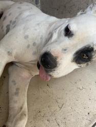 Shelter Stray Female Dog last seen Near, 2600 S Harding St, Indianapolis, IN 46221, USA