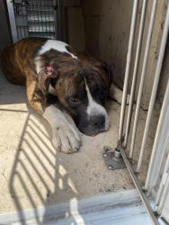 Shelter Stray Male Dog last seen Near, 2600 S Harding St, Indianapolis, IN 46221, USA