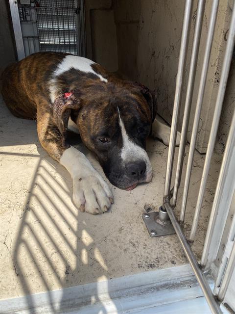 Shelter Stray Male Dog last seen Near, 2600 S Harding St, Indianapolis, IN 46221, USA