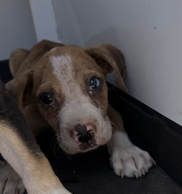 Shelter Stray Male Dog last seen Near BLK E 5TH ST, BAKERSFIELD, CA, 201 S Mt Vernon Ave, Bakersfield, CA 93307, USA