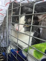 Shelter Stray Unknown Cat last seen Near BLOCK HOLLYWOOD BLVD, HOLLYWOOD FL 33020, 2400 SW 42nd St, Fort Lauderdale, FL 33312, USA