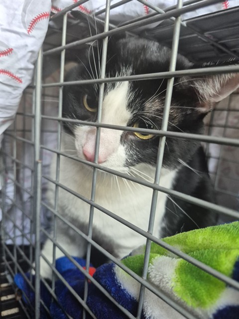Shelter Stray Unknown Cat last seen Near BLOCK HOLLYWOOD BLVD, HOLLYWOOD FL 33020, 2400 SW 42nd St, Fort Lauderdale, FL 33312, USA