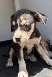 Shelter Stray Male Dog last seen Near BLK E 5TH ST, BAKERSFIELD, CA, 201 S Mt Vernon Ave, Bakersfield, CA 93307, USA