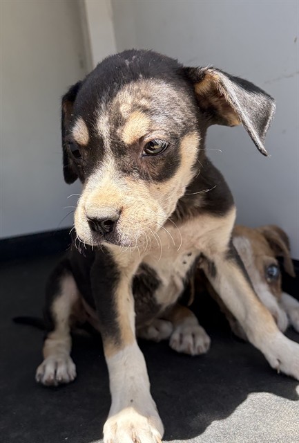 Shelter Stray Male Dog last seen Near BLK E 5TH ST, BAKERSFIELD, CA, 201 S Mt Vernon Ave, Bakersfield, CA 93307, USA