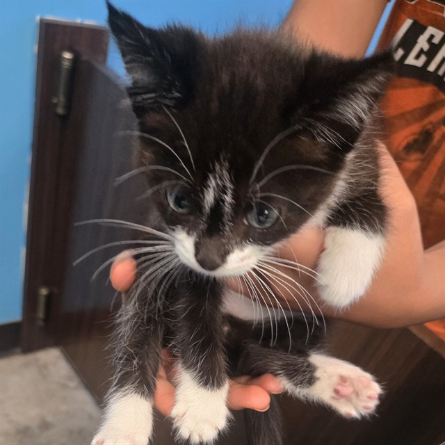 Shelter Stray Male Cat last seen PACHECO RD BAKERSFIELD, 201 S Mt Vernon Ave, Bakersfield, CA 93307, USA