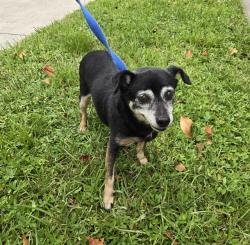 Shelter Stray Female Dog last seen Near BLOCK N DIXIE HWY, OAKLAND PARK FL 33334, 2400 SW 42nd St, Fort Lauderdale, FL 33312, USA