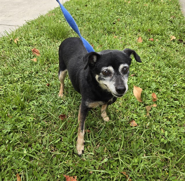 Shelter Stray Female Dog last seen Near BLOCK N DIXIE HWY, OAKLAND PARK FL 33334, 2400 SW 42nd St, Fort Lauderdale, FL 33312, USA