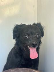 Shelter Stray Male Dog last seen Near BLK N STINE RD, BAKERSFIELD, CA, 201 S Mt Vernon Ave, Bakersfield, CA 93307, USA
