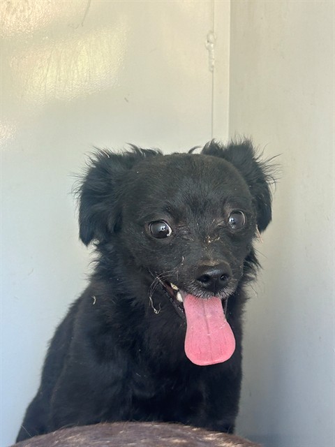 Shelter Stray Male Dog last seen Near BLK N STINE RD, BAKERSFIELD, CA, 201 S Mt Vernon Ave, Bakersfield, CA 93307, USA