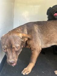 Shelter Stray Male Dog last seen Near BLK N STINE RD, BAKERSFIELD, CA, 201 S Mt Vernon Ave, Bakersfield, CA 93307, USA