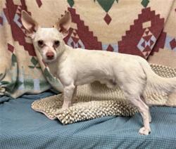 Shelter Stray Male Dog last seen , 38550 Sierra Hwy, Palmdale, CA 93550, USA