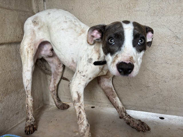 Shelter Stray Male Dog last seen Near BLOCK KNIGHT LAKE DR, OKLAHOMA CITY OK 73132, 2811 SE 29th St, Oklahoma City, OK 73129, USA