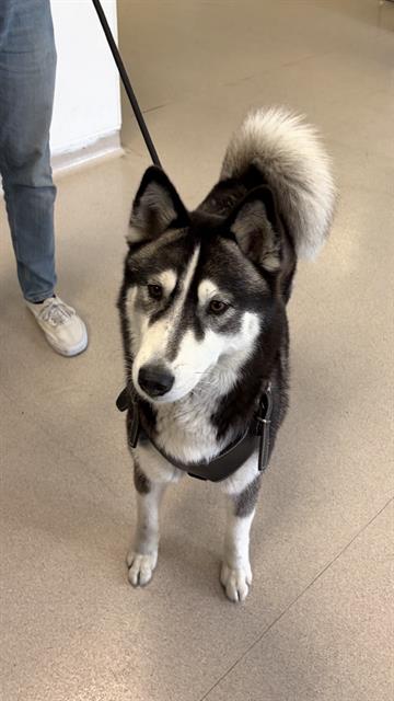 Shelter Stray Female Dog last seen Near BLOCK BLCK E ANAHEIM ST, LONG BEACH, CA 90804, 7700 E Spring St, Long Beach, CA 90815, USA