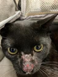 Shelter Stray Male Cat last seen Near BLK E ARBOR ST, LONG BEACH, CA 90805, 7700 E Spring St, Long Beach, CA 90815, USA