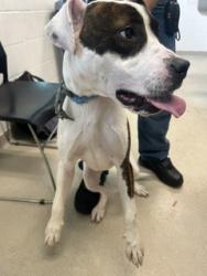 Shelter Stray Female Dog last seen BURLINGTON AC, 221 Stone Quarry Rd, Burlington, NC 27217, USA